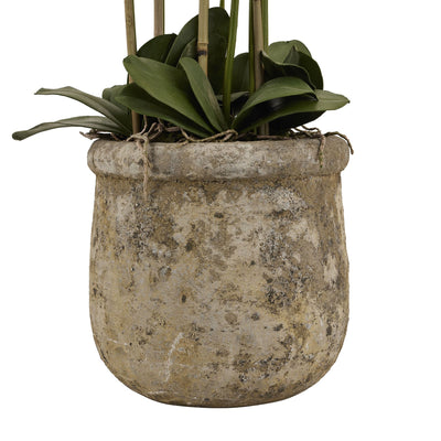 Large White Orchid in Antique Stone Pot