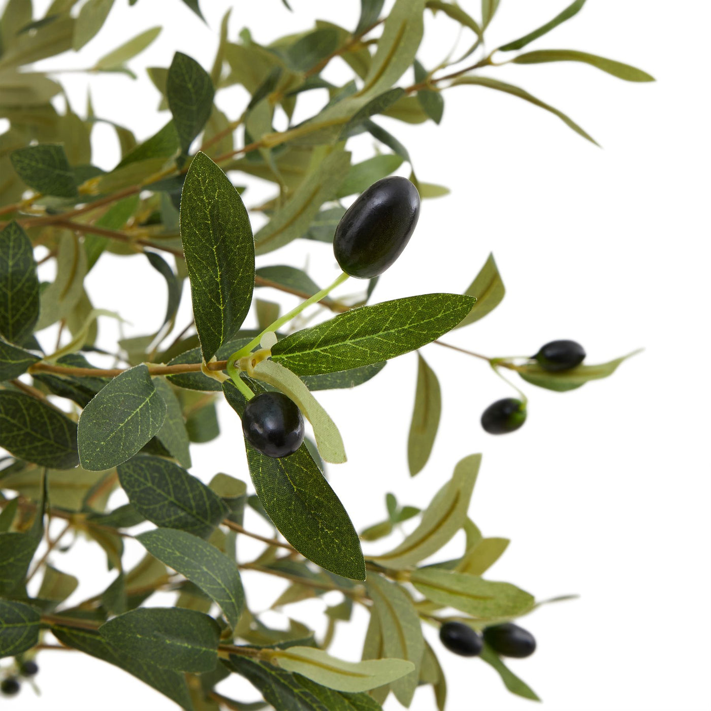 Calabria Olive Tree Medium