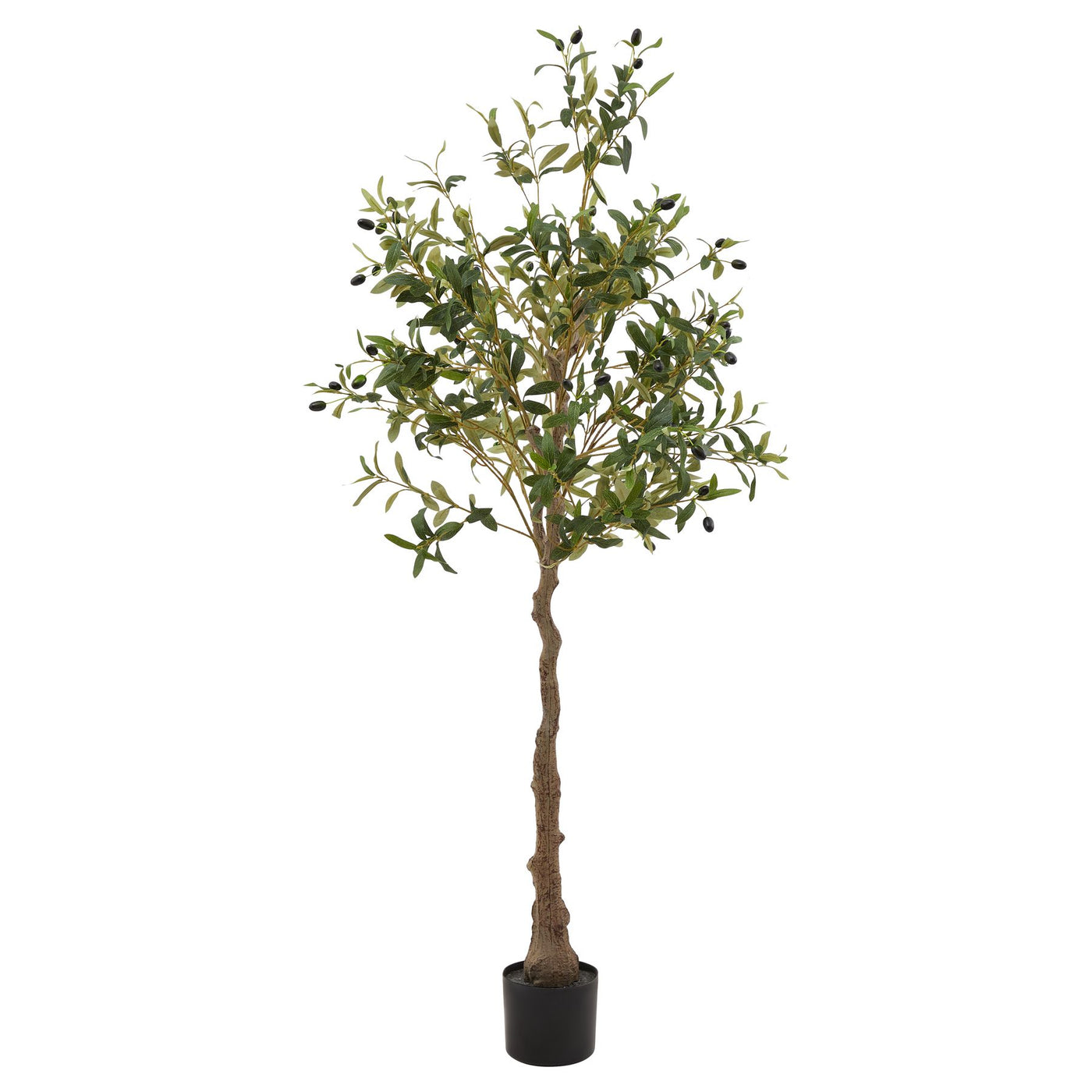 Calabria Olive Tree Medium