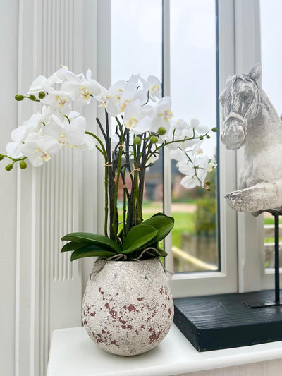 Large Stone Potted Orchid With Roots