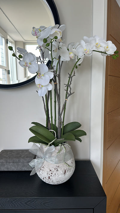 White Orchid In Stone Pot