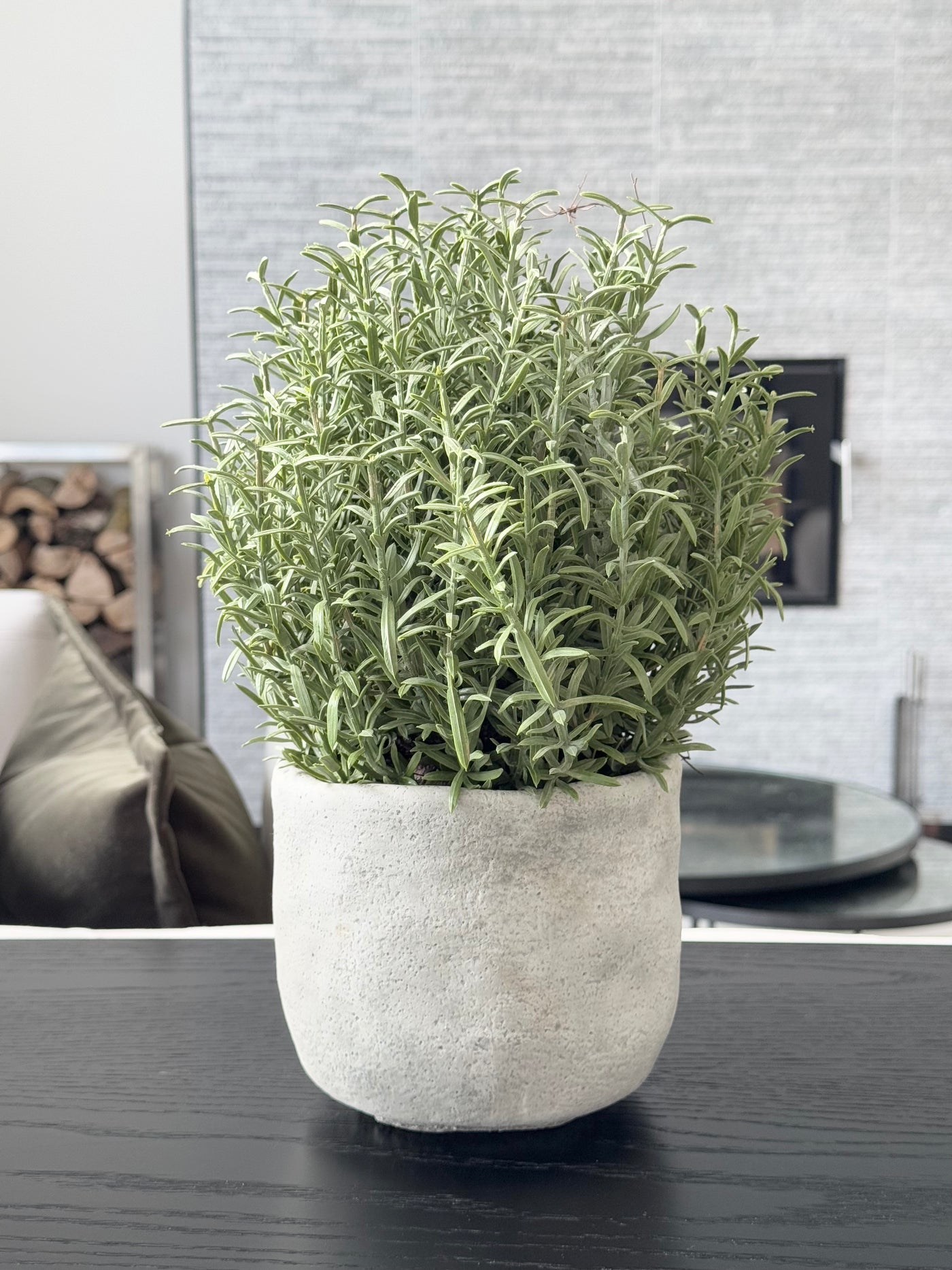 Rosemary Bush Ball in Grey Cement Pot