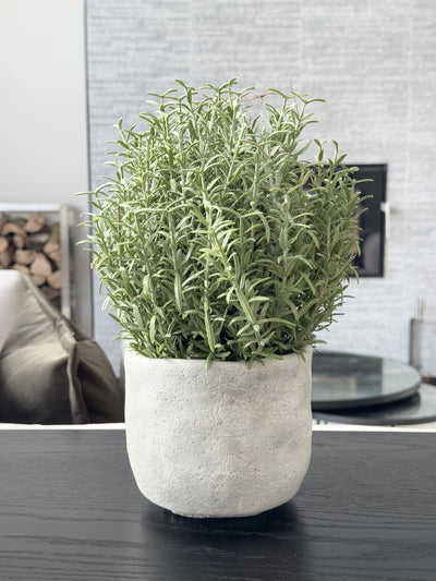 Rosemary Bush Ball in Grey Cement Pot