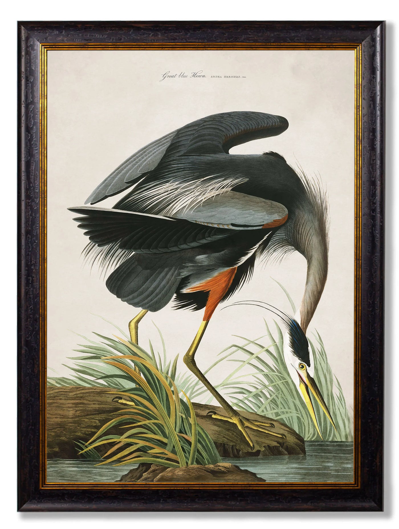 Audubon's Great Blue Heron