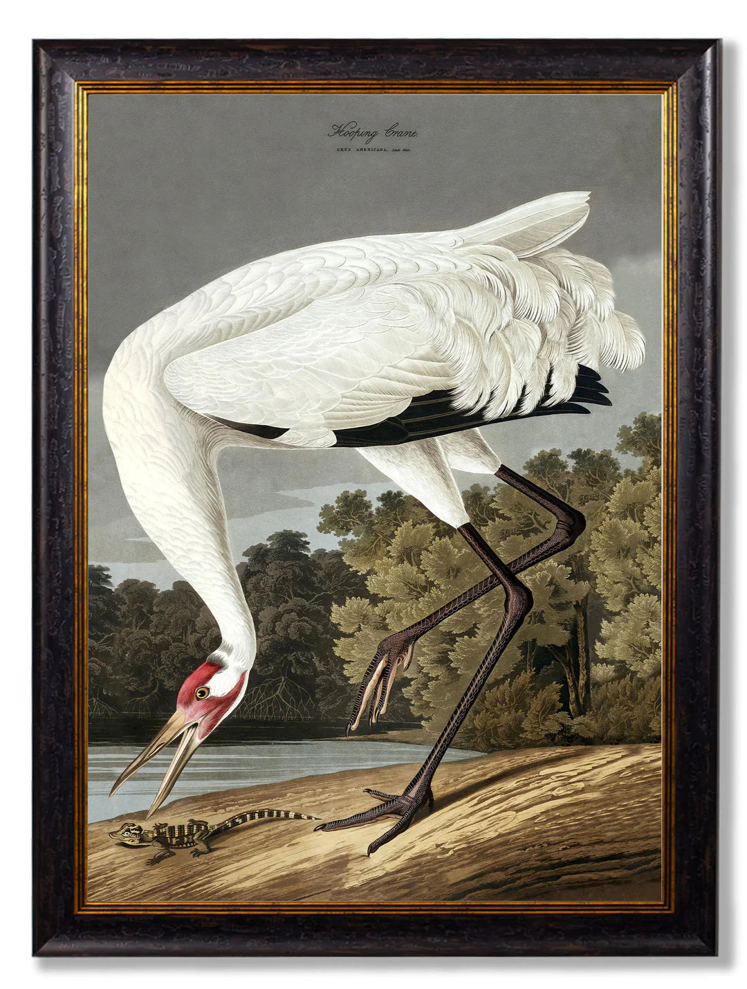 Audubon's Hooping Crane