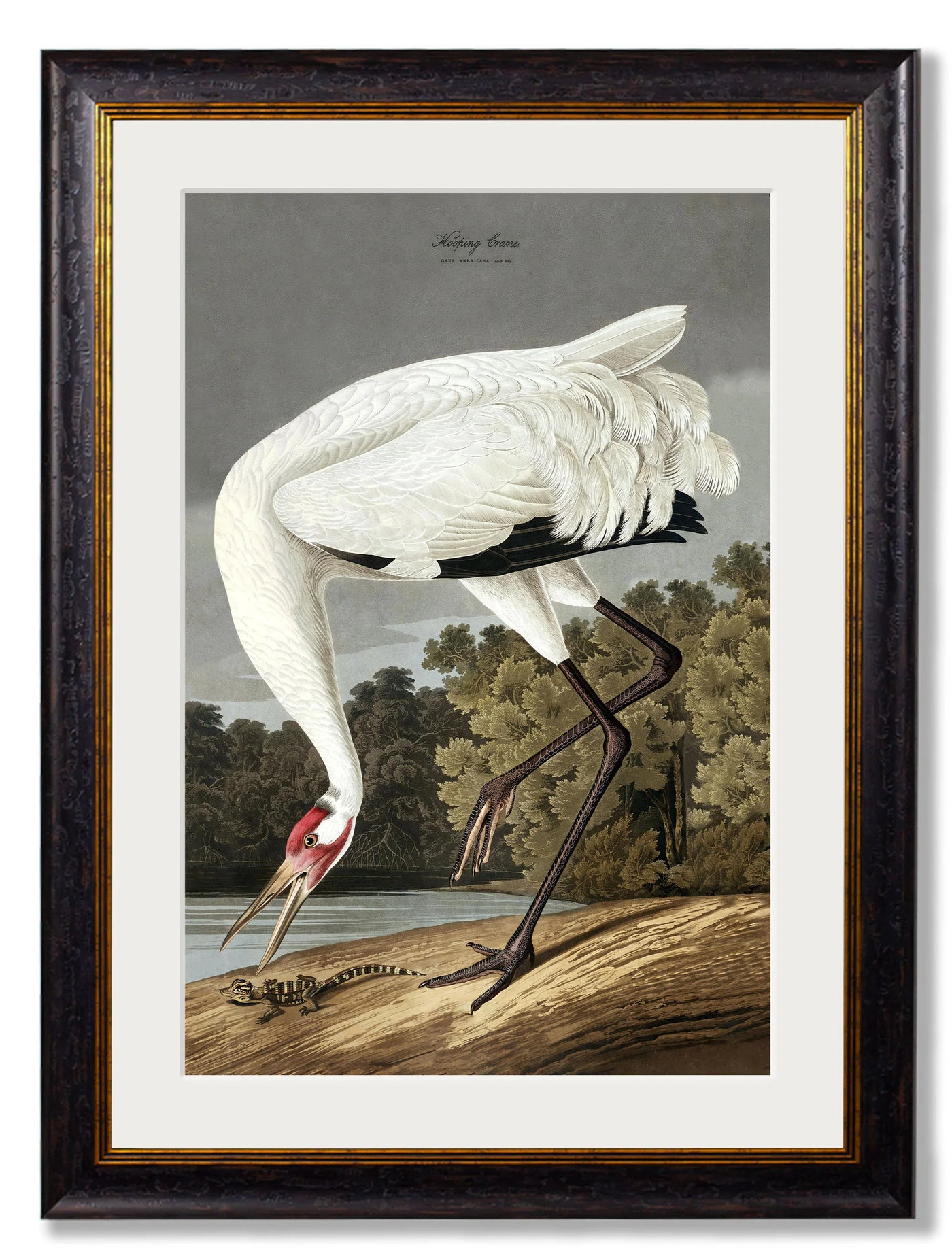 Audubon's Hooping Crane