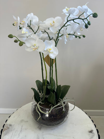 White Orchid In Glass Pot