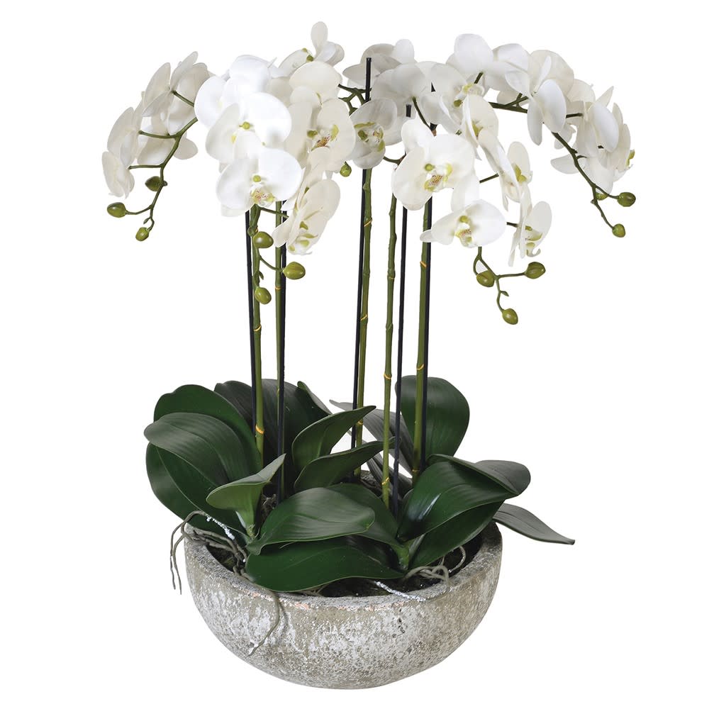 Large White Phalaenopsis Orchid Plants in Stone-look Bowl
