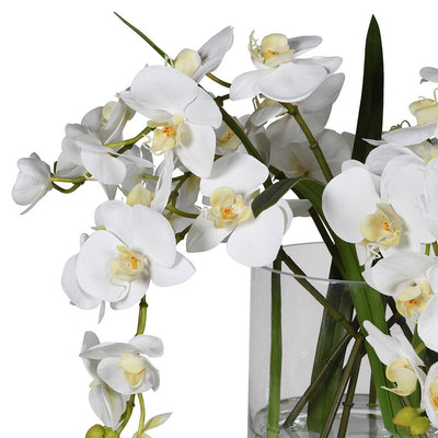 White Phalaenopsis Orchid In Glass Vase