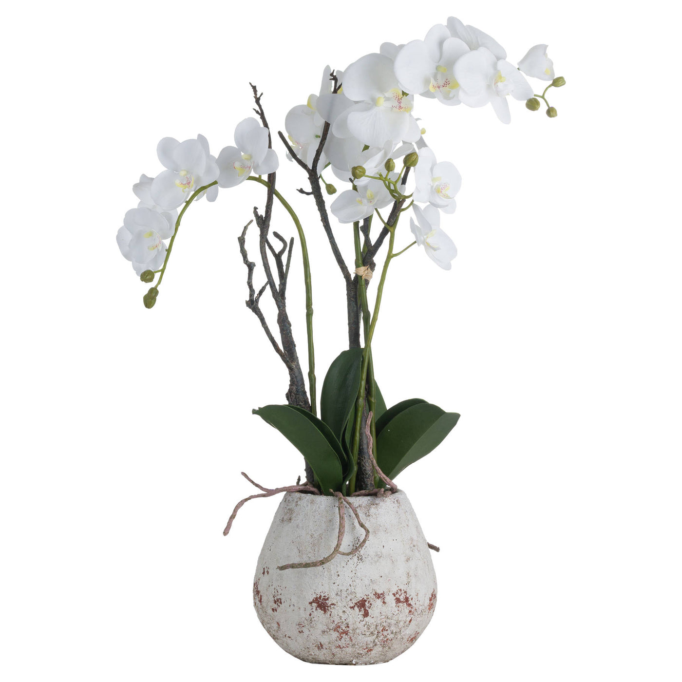 White Orchid In Stone Pot