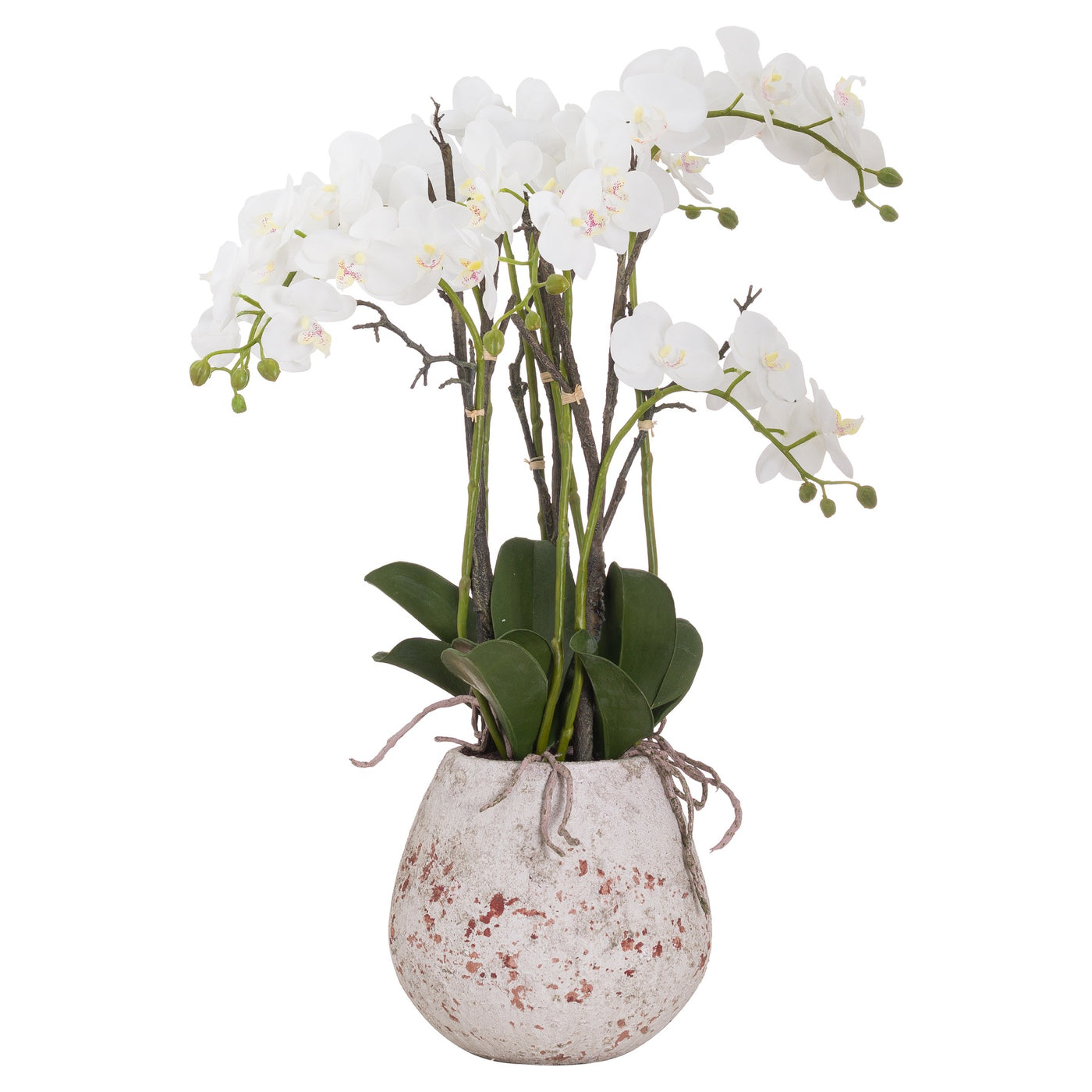 Hill Interiors Large Stone Potted Orchid With Roots