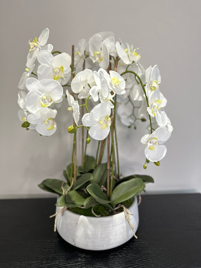 Large White Orchid In Stone Pot