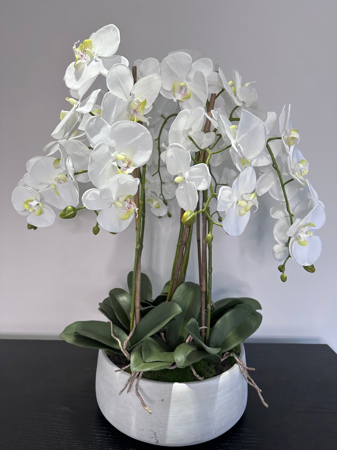 Large White Orchid In Stone Pot