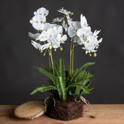 Large White Orchid And Fern Garden in Rootball