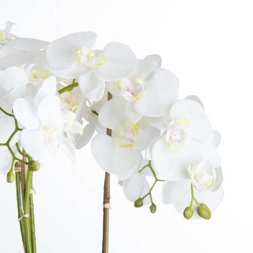 Large White Orchid In Stone Pot