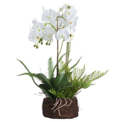 Hill Interiors Large White Orchid And Fern Garden in Rootball